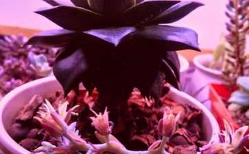 多肉植物怎么使用红蓝灯的方法