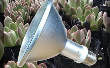 请问多肉的uvb灯还能用吗 图片