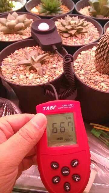 还有什么多肉植物灯啊