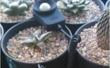 除了红蓝灯 还有什么多肉植物灯啊