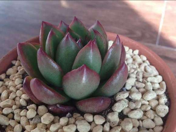 氙光灯可以代替多肉补光灯吗