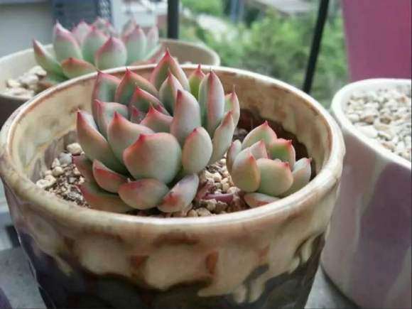 氙光灯可以代替多肉补光灯吗