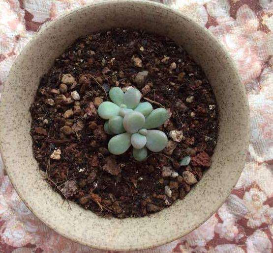 氙光灯可以代替多肉补光灯吗