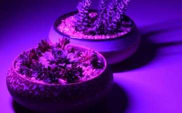 买什么牌子的多肉红蓝灯 最好