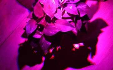 多肉红蓝灯用过1周 颜色相当不自然