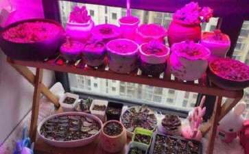 听说多肉红蓝灯对人有害 真的吗