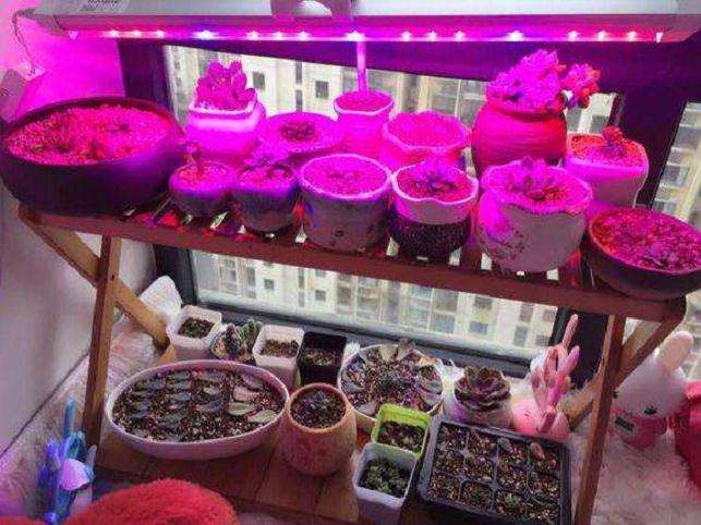 我自己做的多肉红蓝生长灯