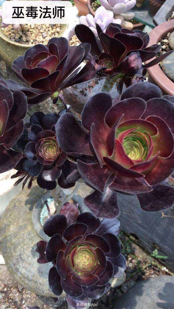 为什么法师多肉冬天变绿 正常吗