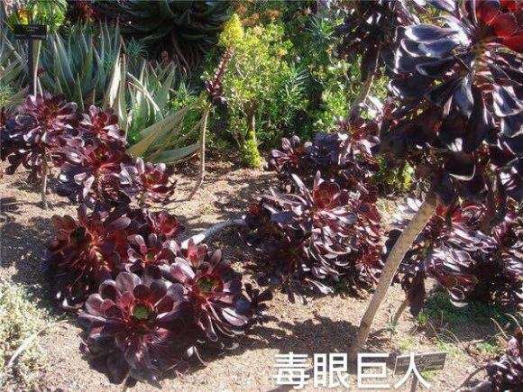 法师多肉可以地栽吗 怎么办 图片