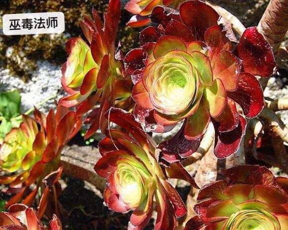 法师多肉可以地栽吗 怎么办 图片