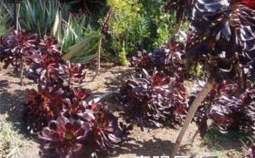 法师多肉可以地栽吗 怎么办 图片