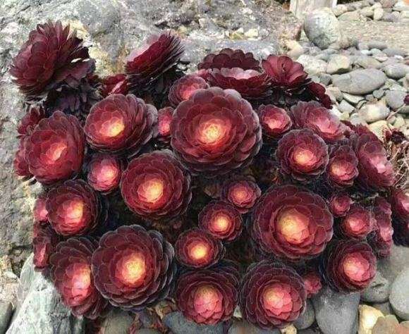 粗壮品种的法师多肉怎么养护