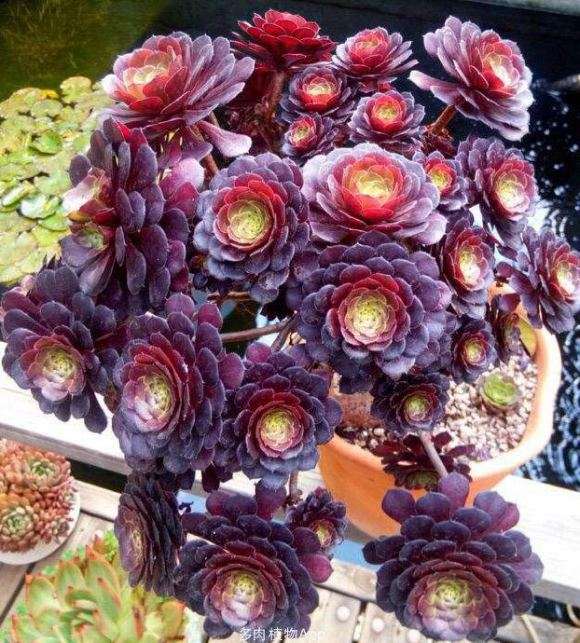 粗壮品种的法师多肉怎么养护