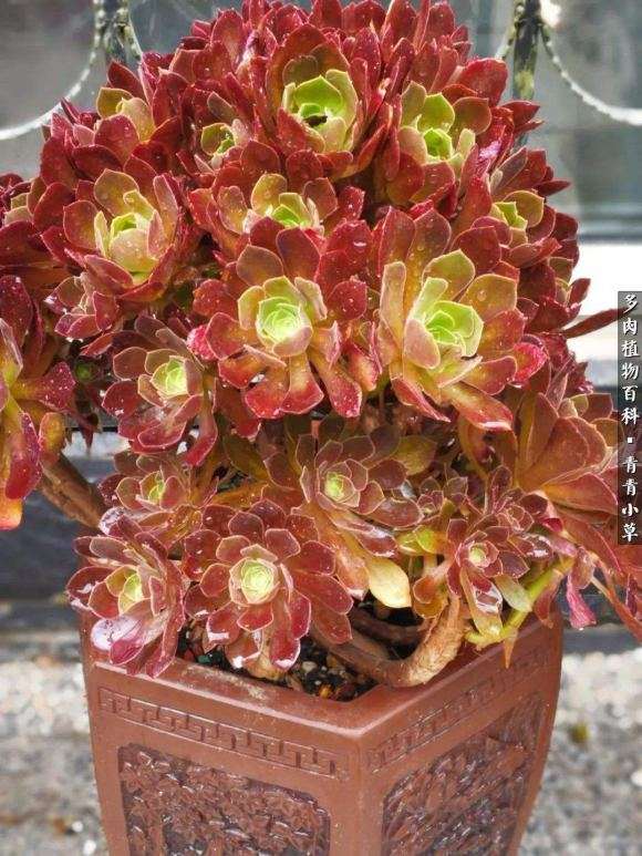 韶羞法师多肉怎么养护的3个方法