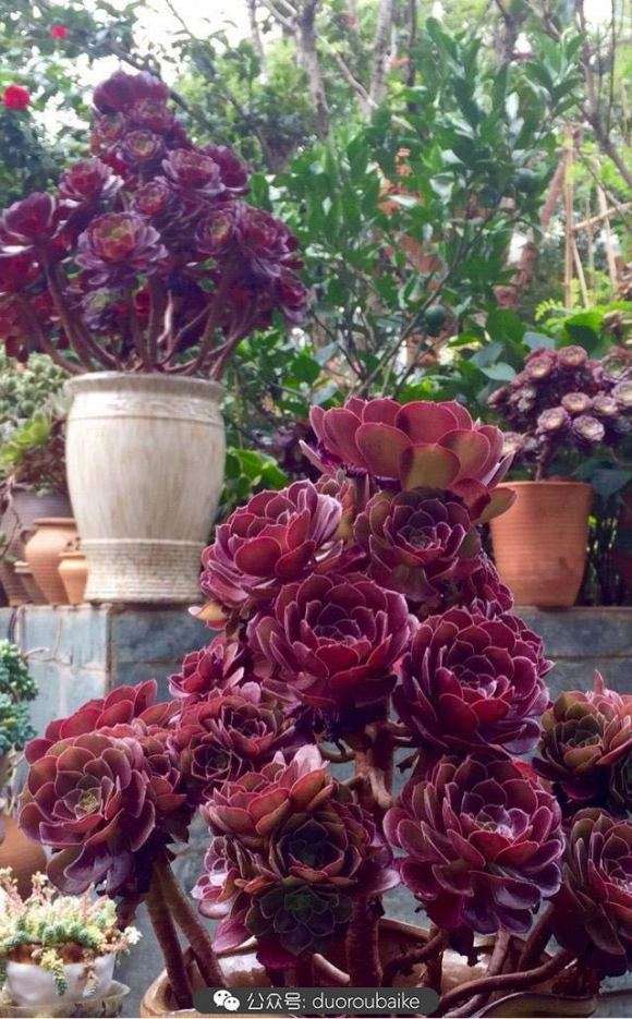 韶羞法师多肉怎么养护的3个方法