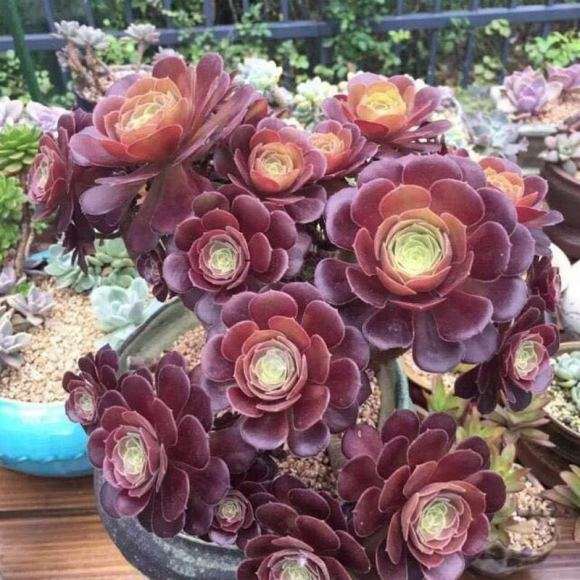 韶羞法师多肉怎么养护的3个方法