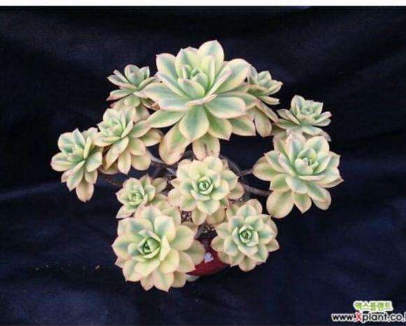 为什么积水容易导致多肉枝干腐烂黑化