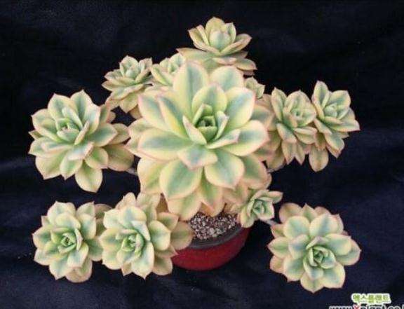 为什么积水容易导致多肉枝干腐烂黑化