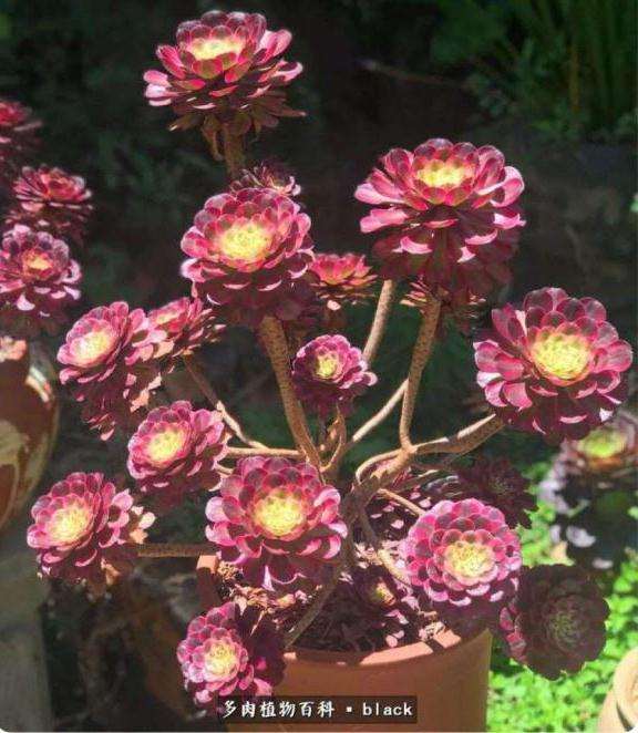 为什么法师难养主要在夏季