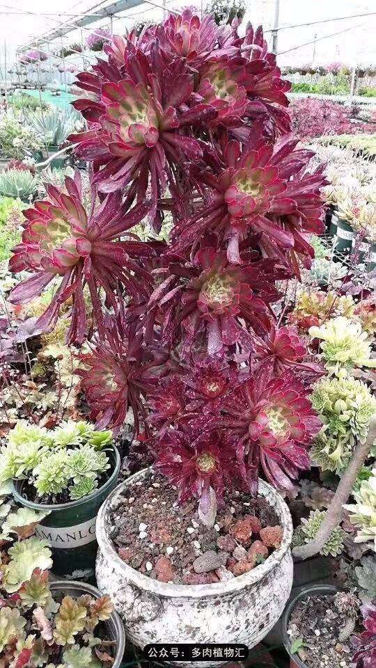 为什么法师难养主要在夏季