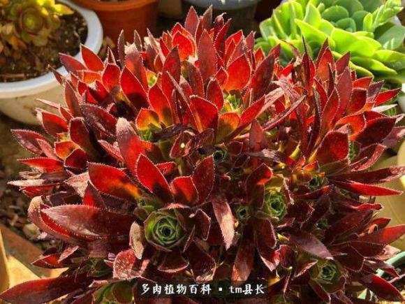 法师多肉怎么上盆配土的2个方法