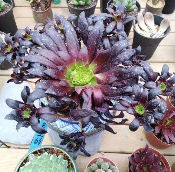 法师多肉怎么上盆配土的2个方法