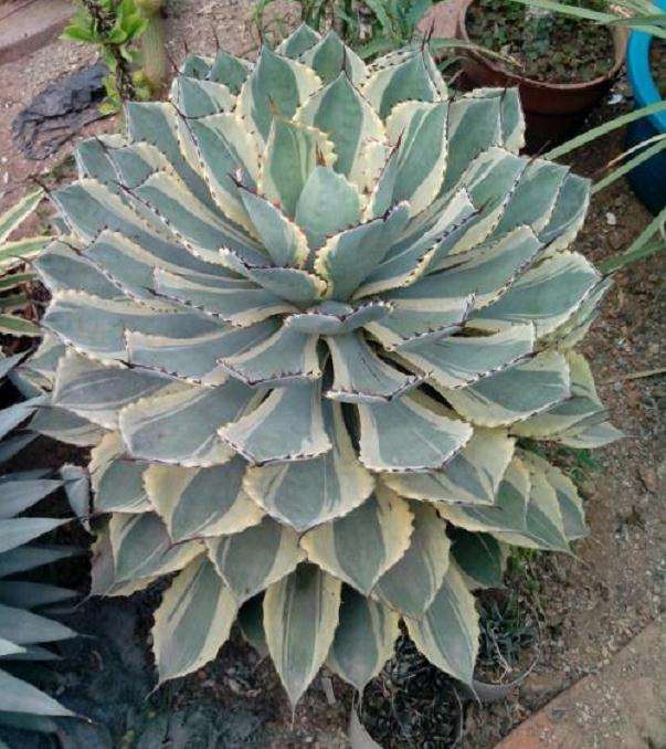 冬季龙舌兰多肉怎么养护