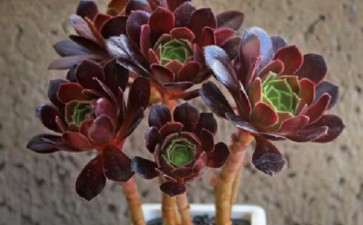 为什么有暖气 多肉也照常浇水