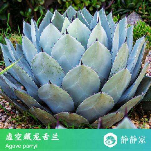 为什么龙舌兰多肉是冬季耐寒品种