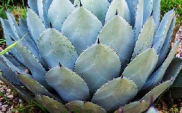 为什么龙舌兰多肉是冬季耐寒品种