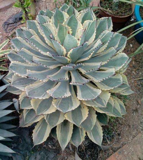 龙舌兰多肉给水不给透 略干一点养 