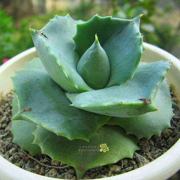 龙舌兰多肉给水不给透 略干一点养 