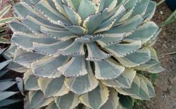 龙舌兰多肉给水不给透 略干一点养 最好