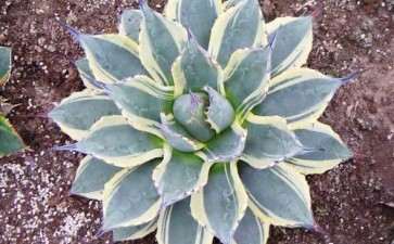 养定几年的龙舌兰多肉 今天谈谈经验