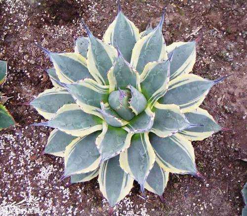 我让冬天龙舌兰休眠 你有什么好的建议