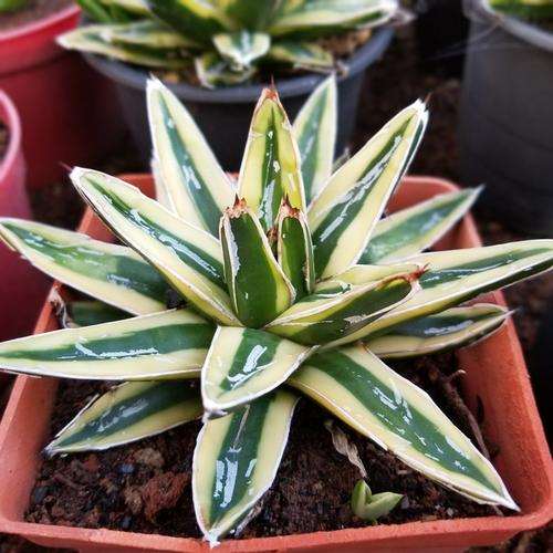 我让冬天龙舌兰休眠 你有什么好的建议