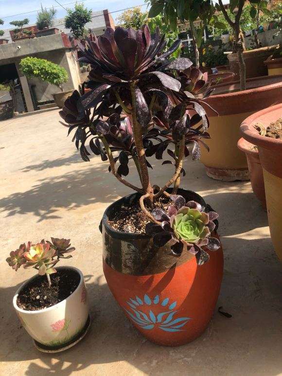 花15元买的法师多肉 冬天冻死了谁赔