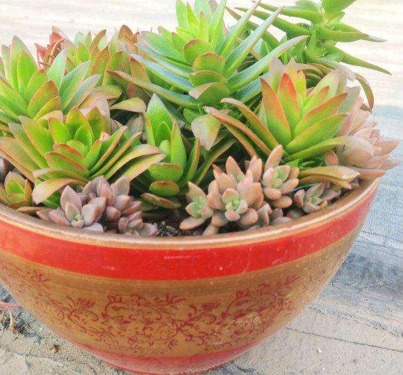 冬天没地方放 出点多肉普货 图片