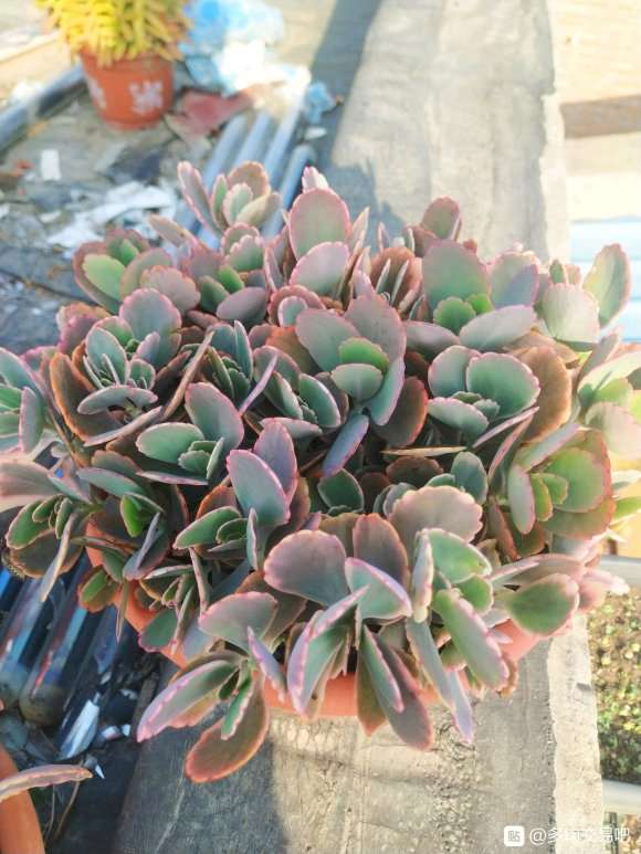 冬天没地方放 出点多肉普货 图片