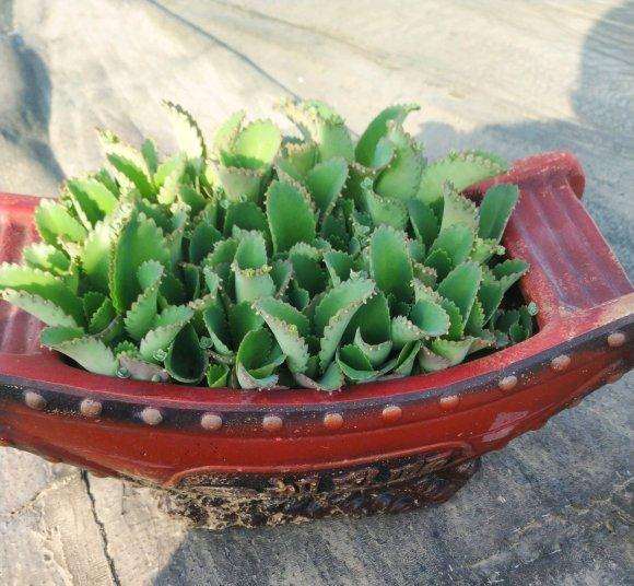 冬天没地方放 出点多肉普货 图片