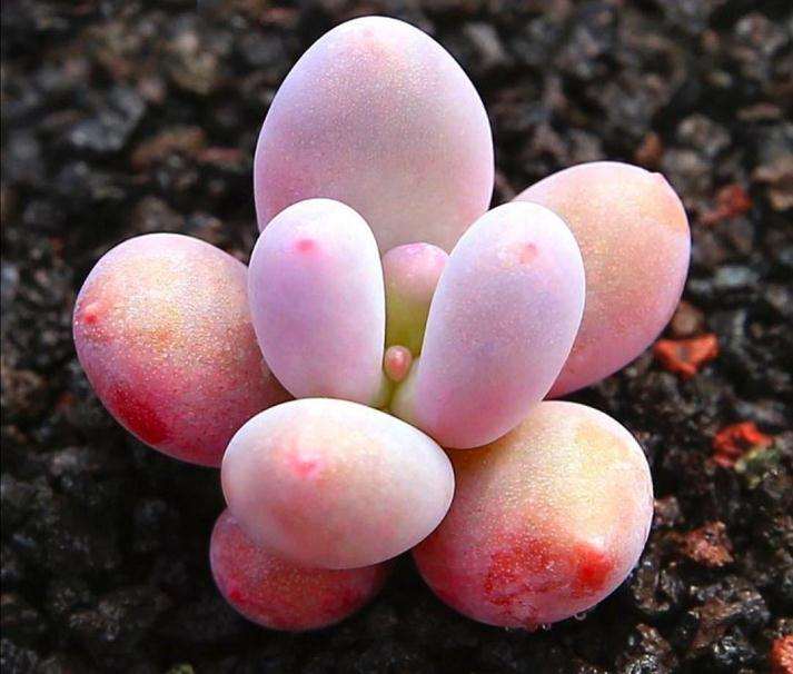 河南平顶山冬天多肉露养可以吗