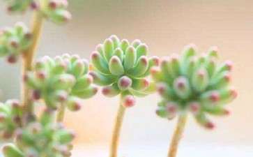 为什么多肉植物要么产于白天气温极高