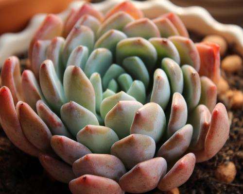 浅谈欧洲的多肉植物 怎么样