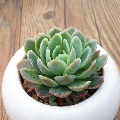 浅谈欧洲的多肉植物 怎么样