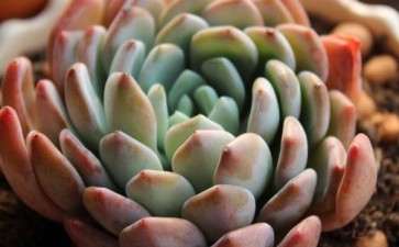 浅谈欧洲的多肉植物 可以吗 图片