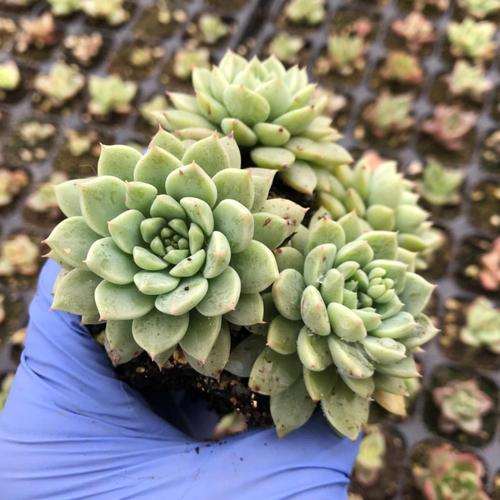 浅谈西伯利亚多肉植物 怎么样 图片