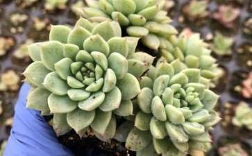 浅谈西伯利亚多肉植物 可以吗 图片