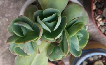 多肉是不是休眠期 不要浇水 图片