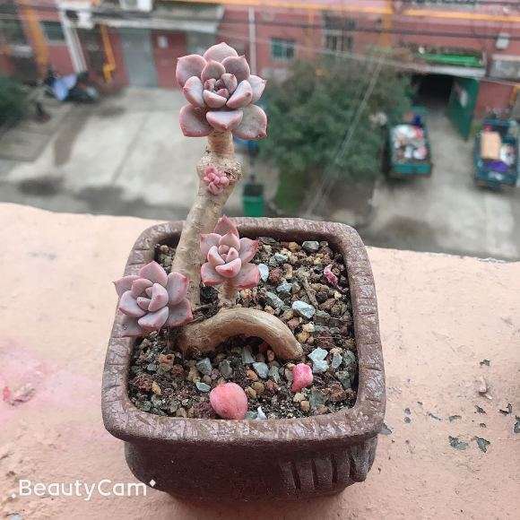 阳台露养的多肉