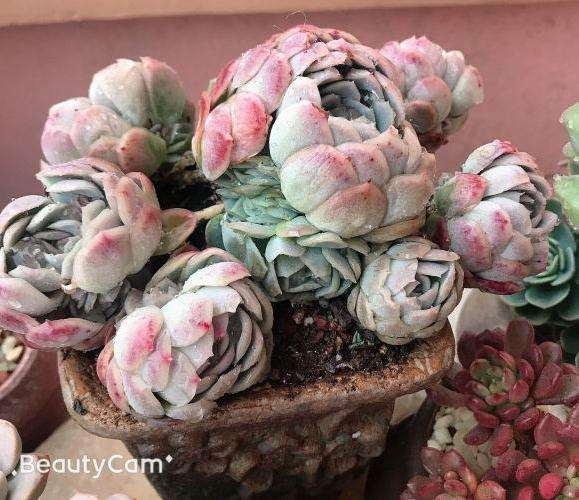 阳台露养的多肉